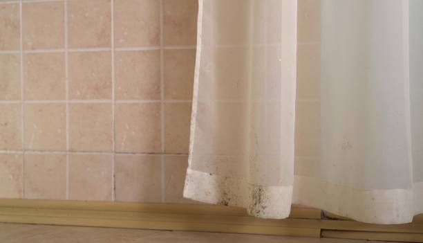 Best Basement Mold Removal  in West Linn, OR