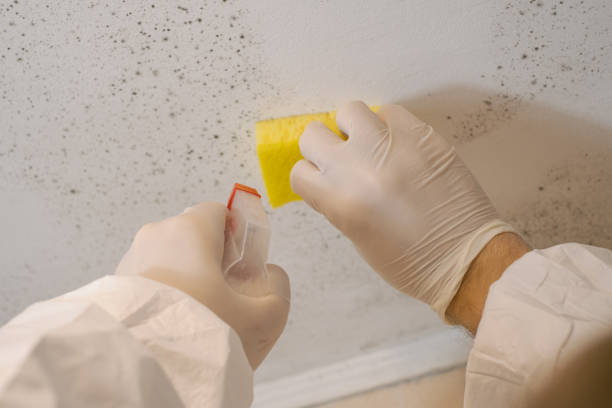 Trusted West Linn, OR Mold Removal Experts