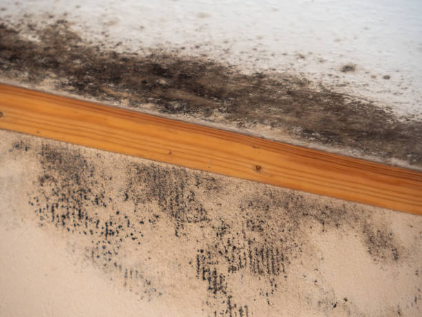 Best Mold Odor Removal Services  in West Linn, OR