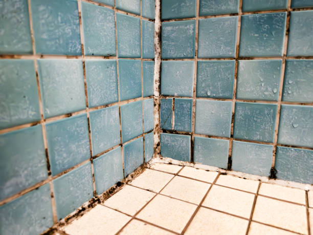 Best Industrial Mold Remediation  in West Linn, OR