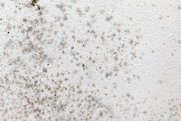 Best Forensic Mold Investigation  in West Linn, OR