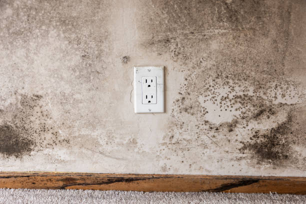 Best Airborne Mold Testing  in West Linn, OR