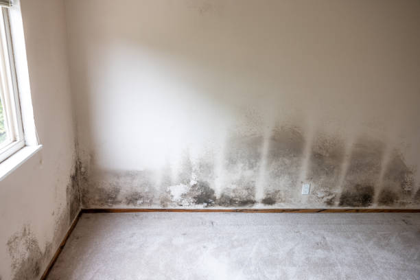 Best Emergency Mold Remediation  in West Linn, OR
