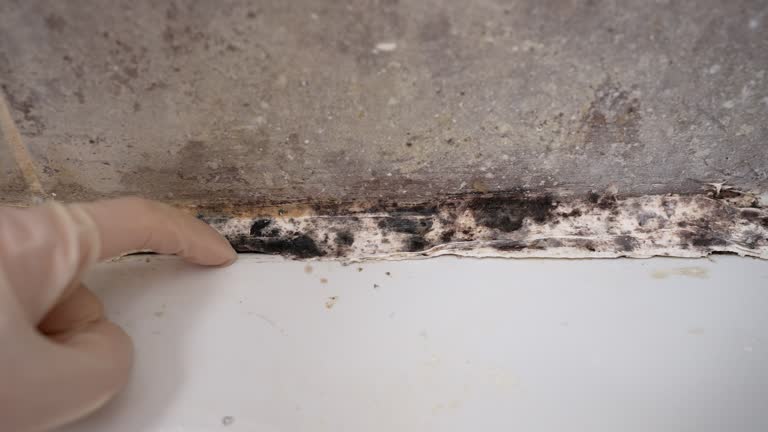 Best Mold Damage Restoration  in West Linn, OR